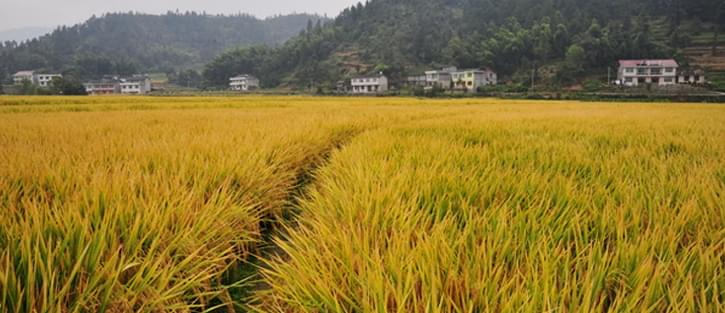 湖南杂交水稻研究中心